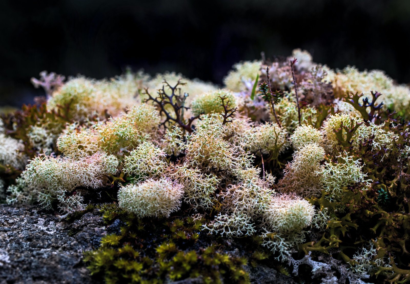 Zoyava Sea Moss Supplement Review